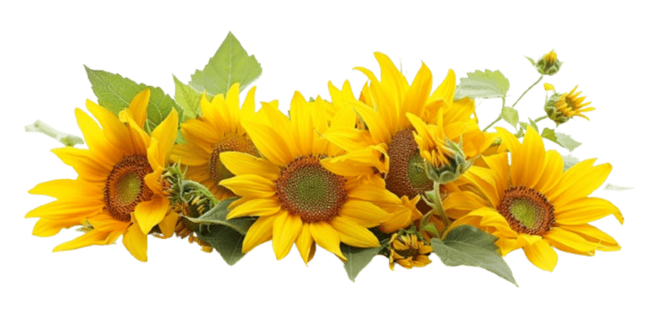 Sunflower Paradise
