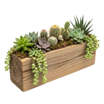 Succulent Garden Box
